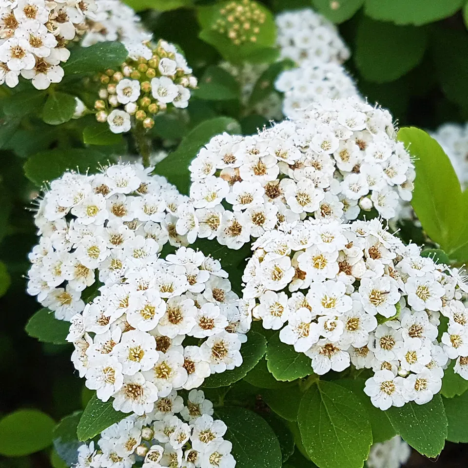 Image of Tor Spirea full bloom