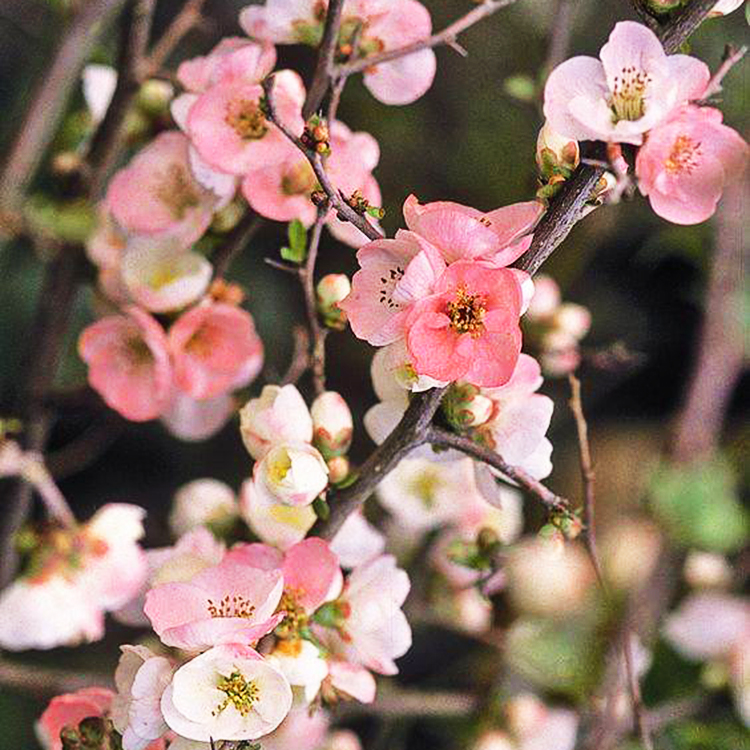 ToyoNishiki Quince For Sale Online The Tree Center