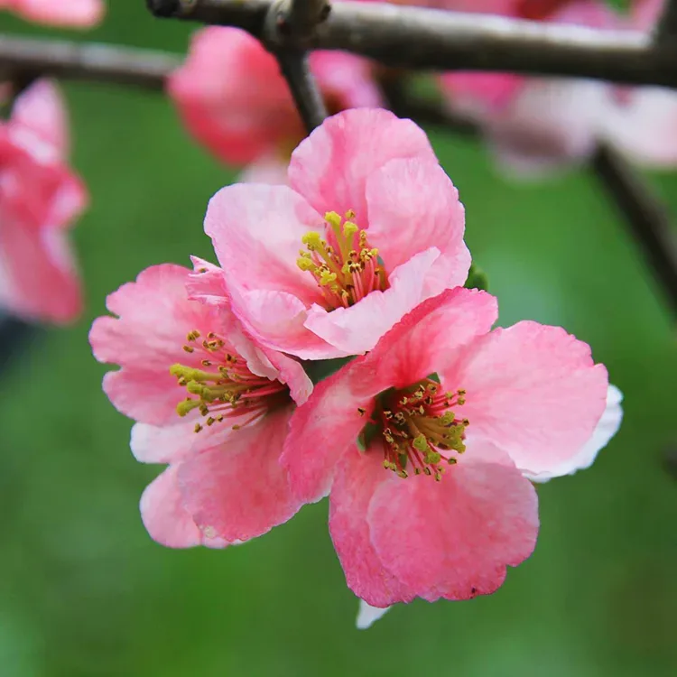 ④苺 Toyo-Nishiki Quince For Sale Online | The Tree Center