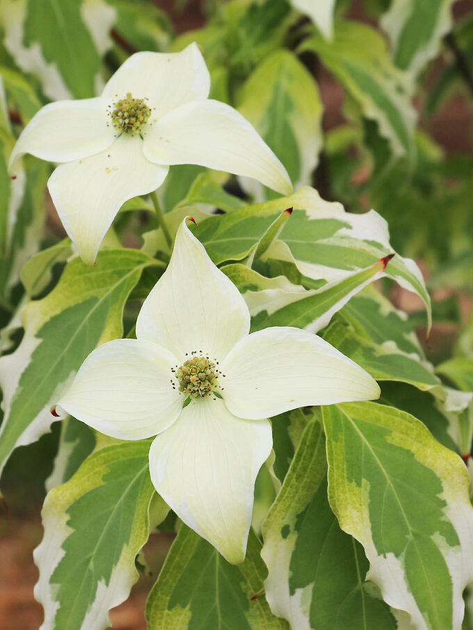 Buy Dogwood Trees Dogwood Trees For Sale The Tree Center