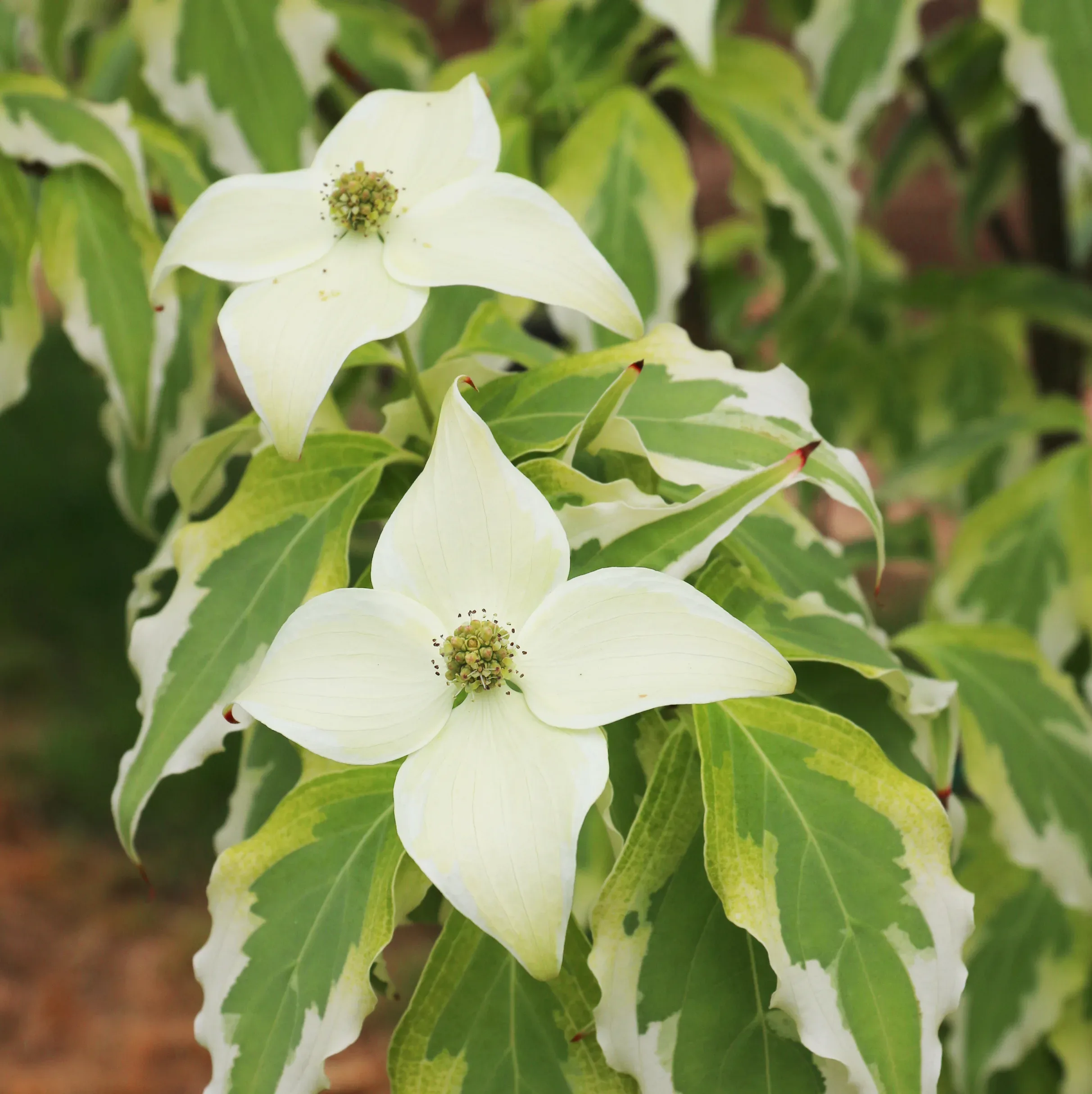 アメリカ通販ファッション | Online Sale For Dogwood Kousa Tri-Splendor The Center Tree その他