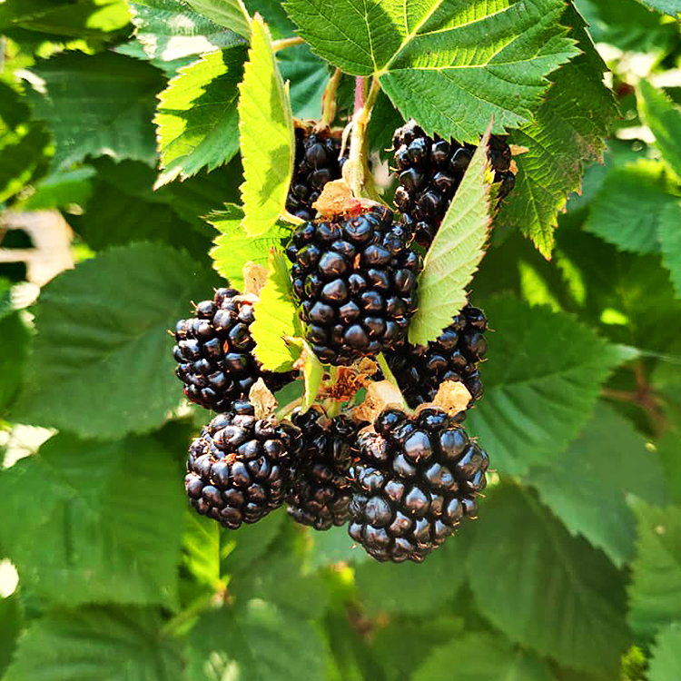 Triple Crown Blackberry For Sale Online The Tree Center