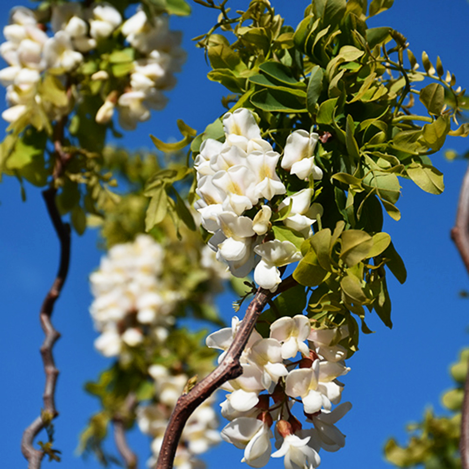 Twisty Baby Black Locust For Sale Online The Tree Center