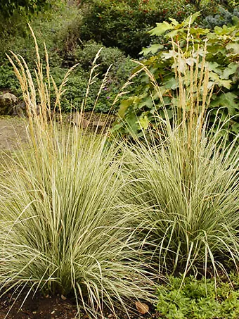 Variegated Reed Grass