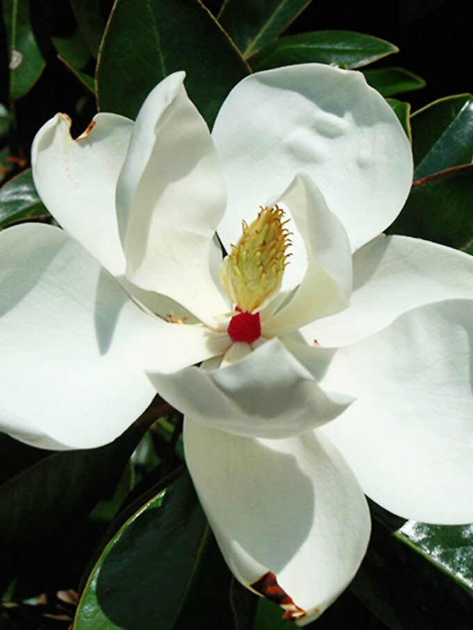 Magnolia Trees For Sale Buy Magnolia Trees Online The Tree Center