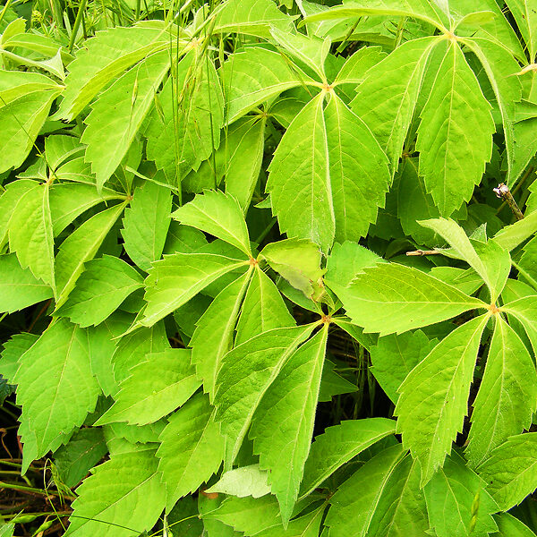 Growing Virginia Creeper Vine - Caring For And Pruning Virginia