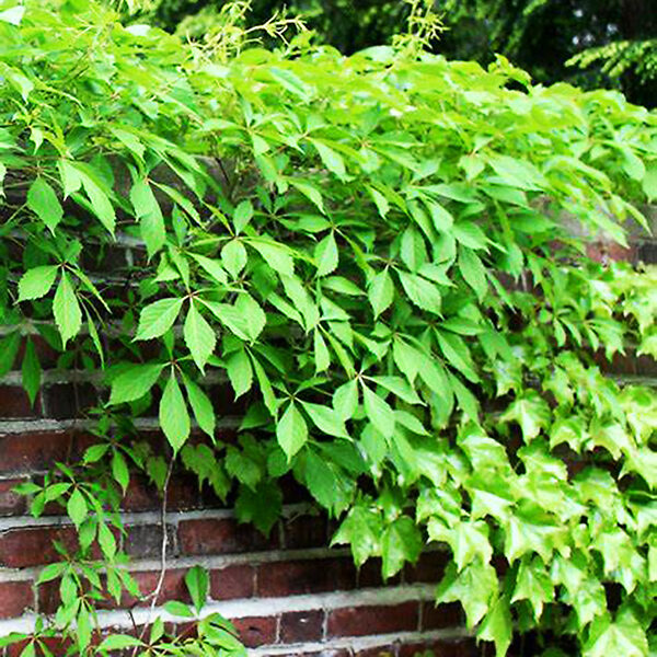 How to Grow and Care for Virginia Creeper