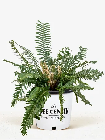 Western Sword Fern