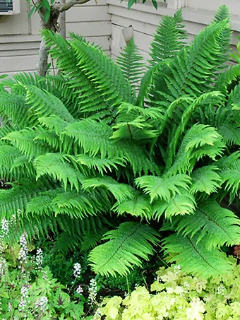 Western Sword Fern