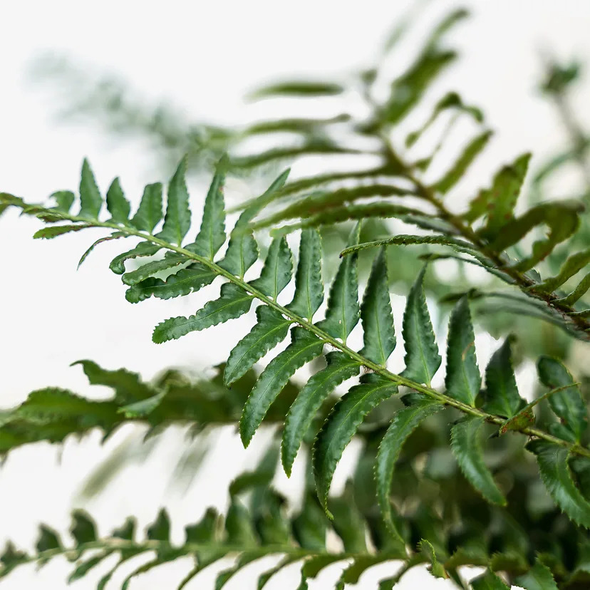 Fern Riffle Western Sword Fern For Sale Online | The Tree Center