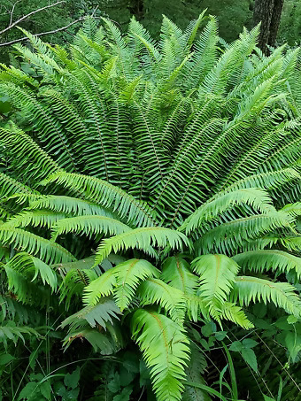 Western Sword Fern
