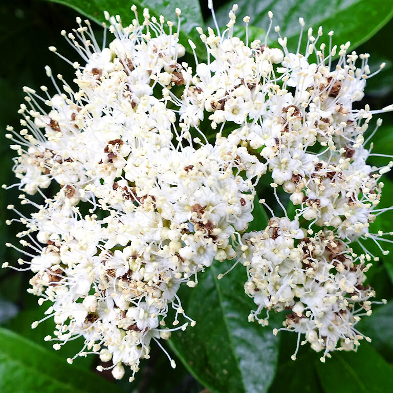 Winterthur Viburnum For Sale Online The Tree Center