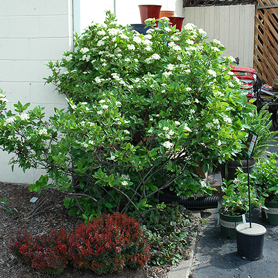 Winterthur Viburnum For Sale Online The Tree Center