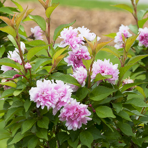 Zuzu Flowering Cherry For Sale Online The Tree Center