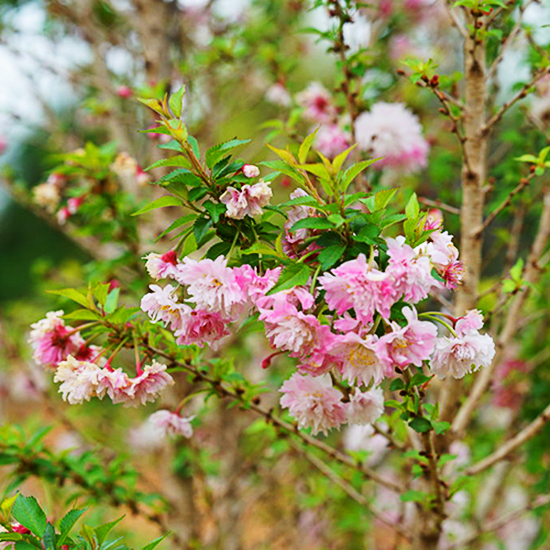 Zuzu Flowering Cherry For Sale Online The Tree Center