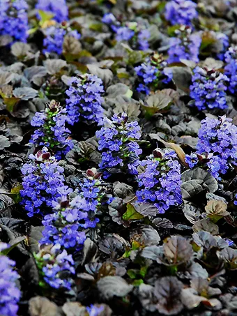 Black Scallop Ajuga