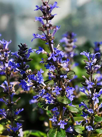 Chocolate Chip Ajuga