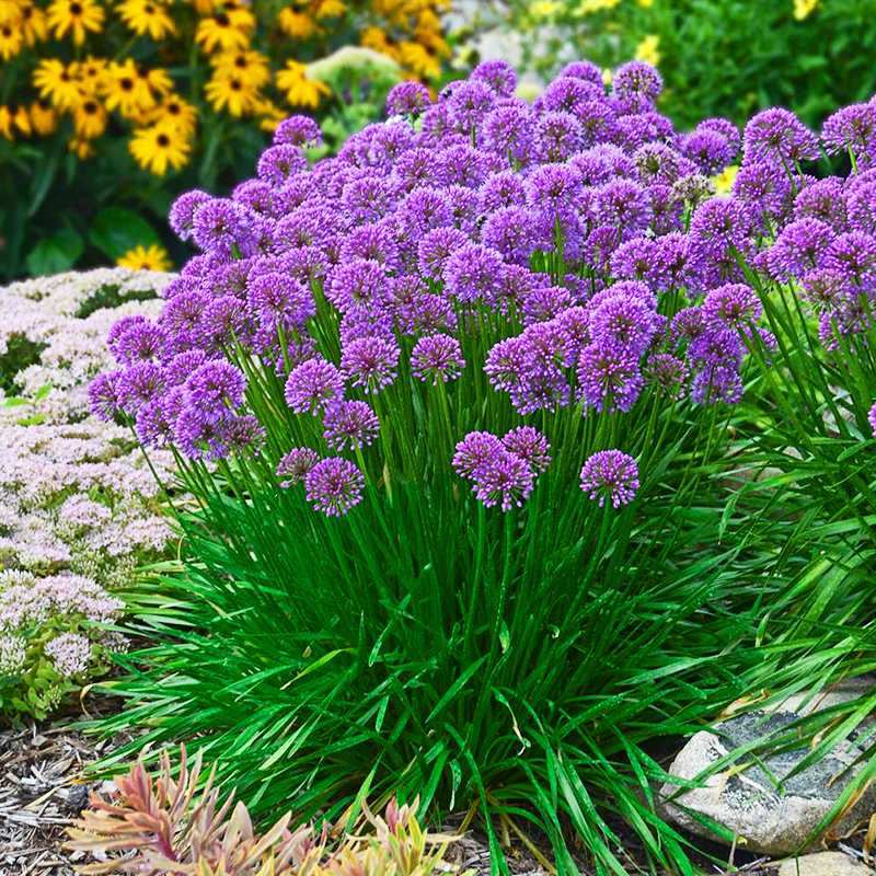 'Millenium' Allium For Sale Online The Tree Center