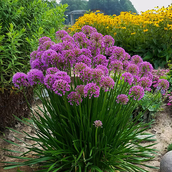 'Millenium' Allium For Sale Online The Tree Center