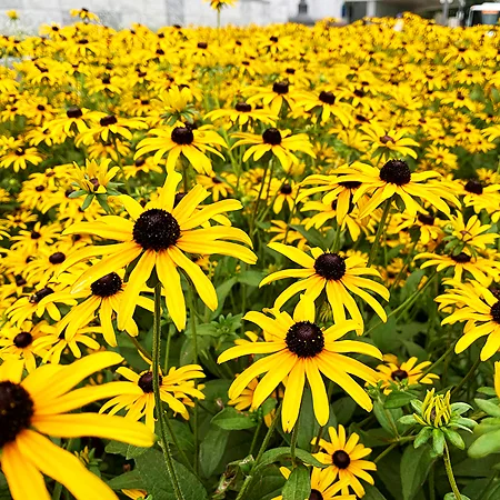 Black-Eyed Susan