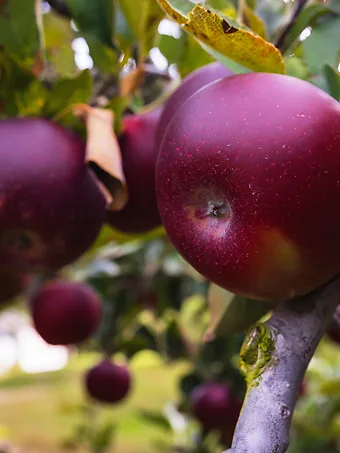 Arkansas Black Apple Tree