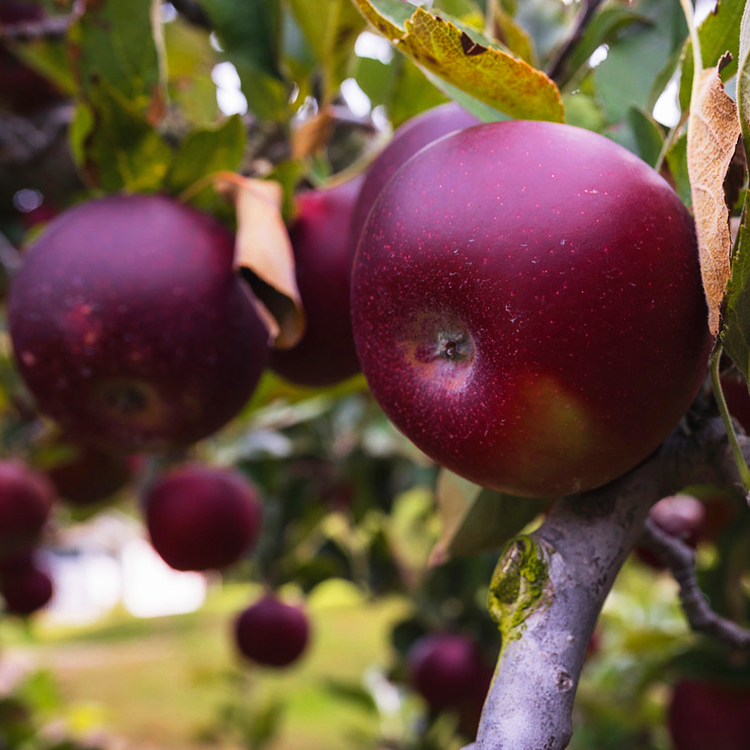 Arkansas Black Apple Tree For Sale Online The Tree Center