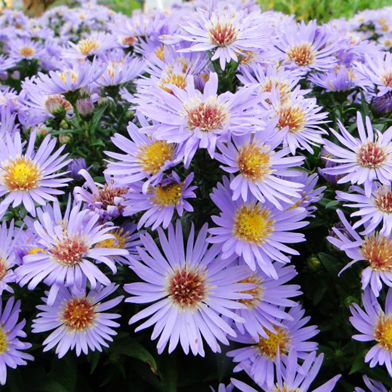 Wood’s Blue Aster For Sale Online | The Tree Center