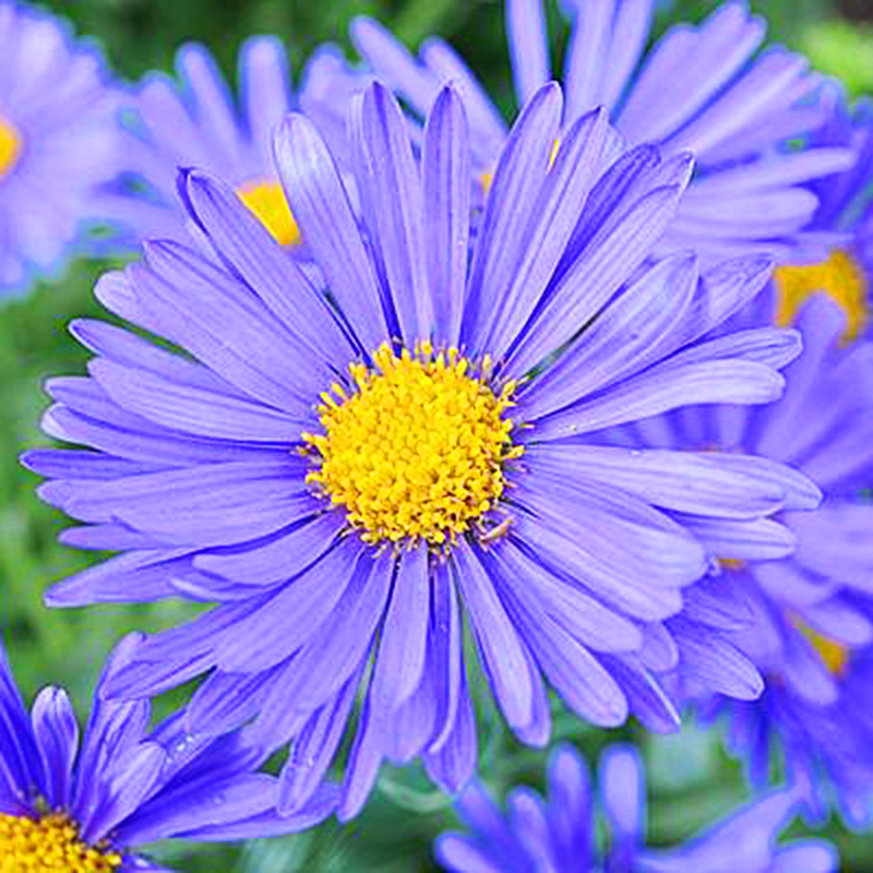 Wood’s Blue Aster For Sale Online | The Tree Center