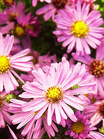 Wood's Pink Aster