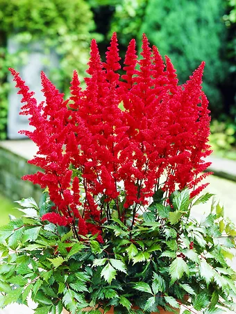 Fanal Astilbe