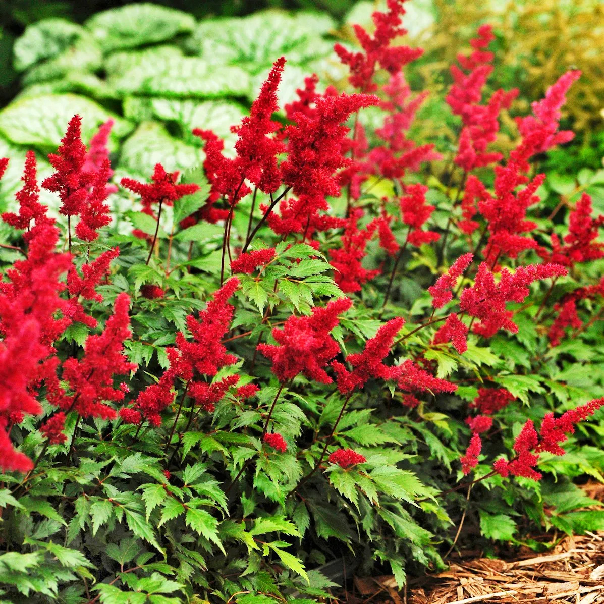 Fanal Astilbe For Sale Online | The Tree Center