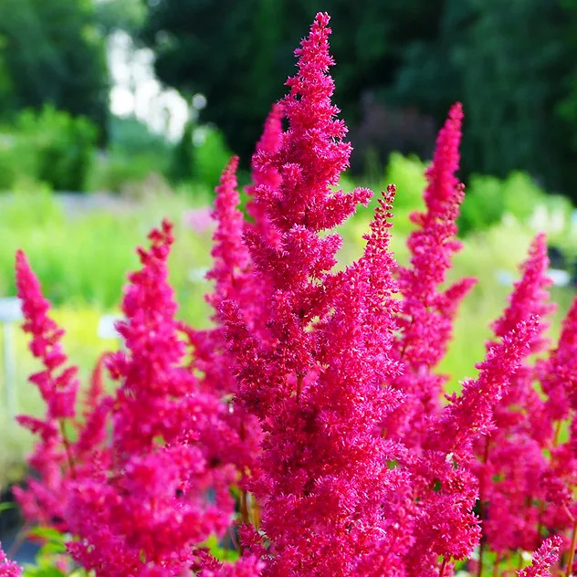 Fanal Astilbe For Sale Online | The Tree Center