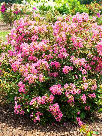 Bellini® Guava Crape Myrtle