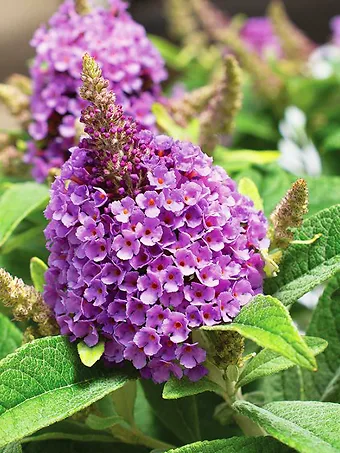 Buddleia Dapper Lavender Butterfly Bush