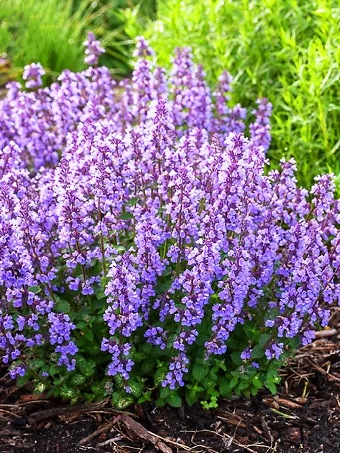 Cat’s Pajamas Catmint