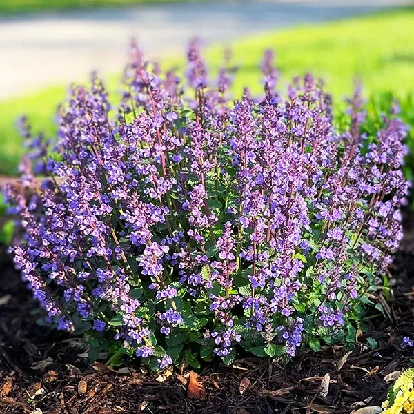 Cat’s Pajamas Catmint