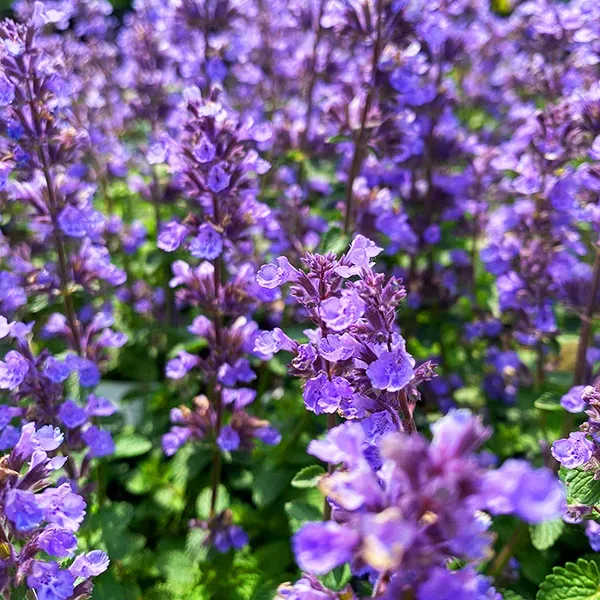 Cat'S Pajamas Catmint For Sale Online | The Tree Center