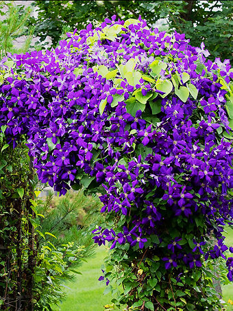 Late Large Flowering Clematis