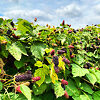ProFig Columbia Star Blackberry – 4 Live Plant Plugs, Rubus, Largest Berry Variety, Cold Hardy
