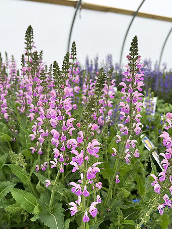 Coral Spires Back to the Fuchsia