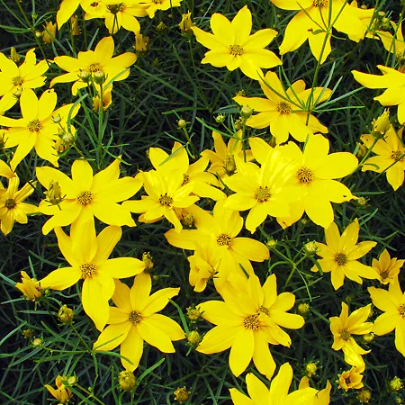 Coreopsis