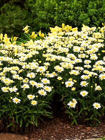 Banana Cream Shasta Daisy