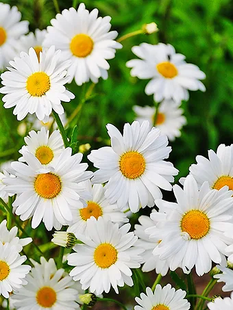 Becky Shasta Daisy