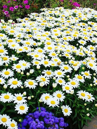 Snow Cap Daisy