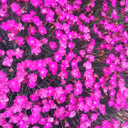 Dianthus