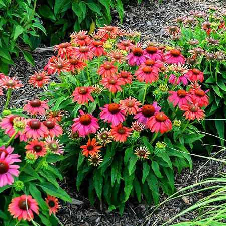 Echinacea