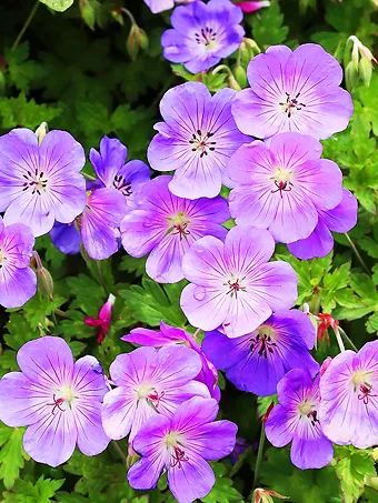 Rozanne Hardy Geranium