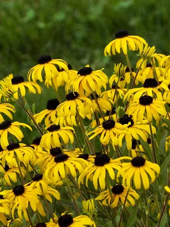 American Gold Rush Black-Eyed Susan