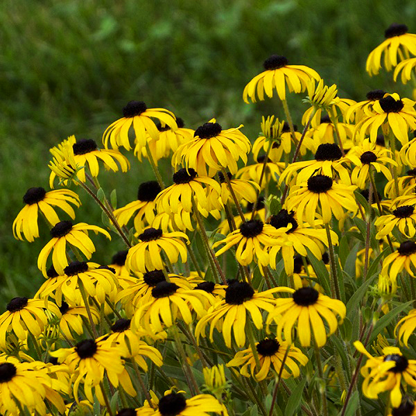 American Gold Rush BlackEyed Susan For Sale Online The Tree Center