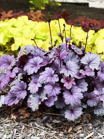 Dolce Silver Gumdrop Heuchera